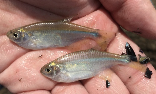 Dragonfin tetra (Pseudocorynopoma doriae) — Characidae — 3