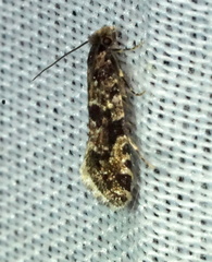 Nemapogon granella
