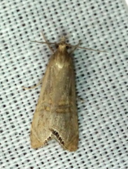 Euchromius californicalis