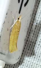 Ypsolopha cervella