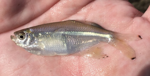 Dragonfin tetra (Pseudocorynopoma doriae) — Characidae — 2