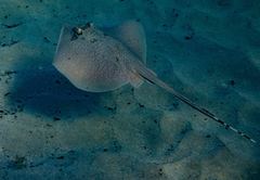 Painted Maskray photo 3