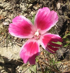 Clarkia amoena