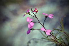 Stylidium scandens