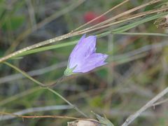 Campanula petiolata