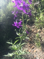 Delphinium scopulorum