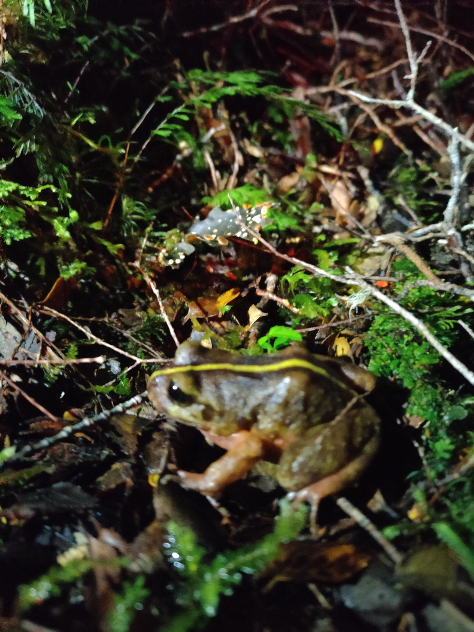 Eupsophus emiliopugini Formas, 1989