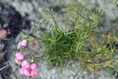 Stylidium scandens