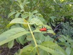 Desmocerus aureipennis