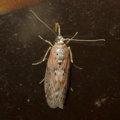 Sciota virgatella