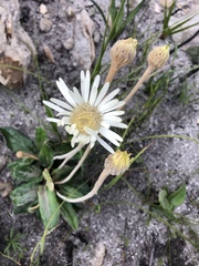 Gerbera tomentosa