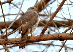 Accipiter francesiae