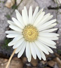 Gerbera tomentosa