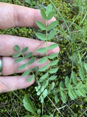 Astragalus tennesseensis
