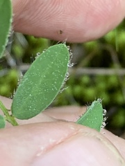 Astragalus tennesseensis