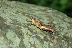 Xenocatantops brachycerus