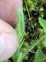 Astragalus tennesseensis