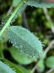Astragalus tennesseensis