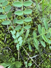 Astragalus tennesseensis