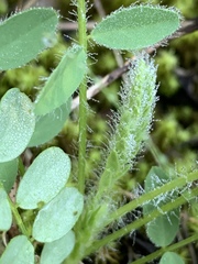 Astragalus tennesseensis