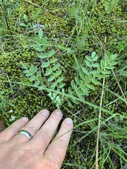 Astragalus tennesseensis