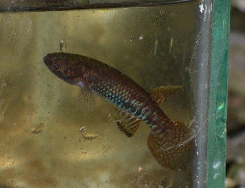 Brazilian killifish (Kryptolebias brasiliensis) — Rivulidae