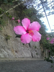 Hibiscus rosa-sinensis
