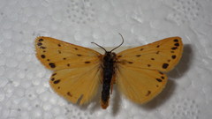 Setina