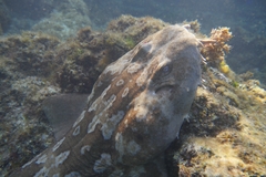 Western Wobbegong photo 2
