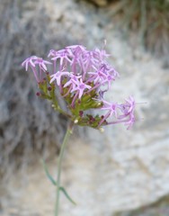 Centranthus angustifolius