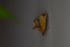 Eulithis achatinellaria