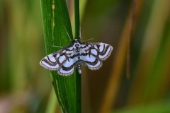 Nymphula nitidulata