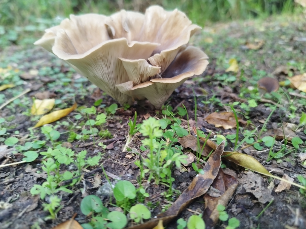 Hohenbuehelia petaloides · March 2025 · photo: © seba_fornes (iNaturalist, cc-by)