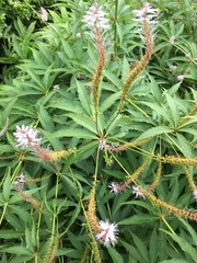 Veronicastrum