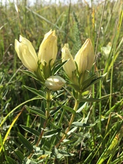 Gentiana gelida