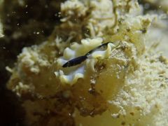 Eurylepta