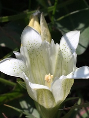 Gentiana gelida