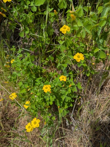 Oxalis californica (Oxalis californica)