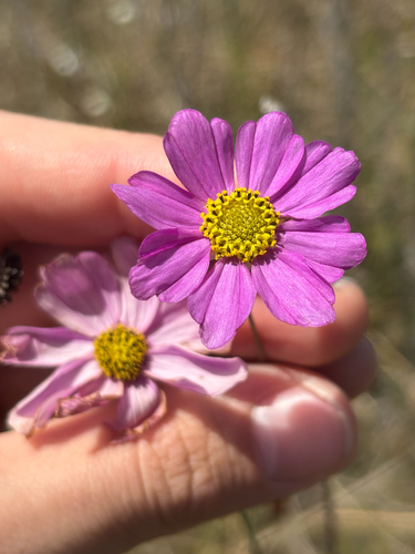 Georgia Tickseed