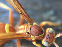 Polistes dorsalis californicus
