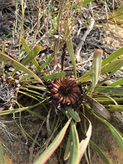 Protea angustata