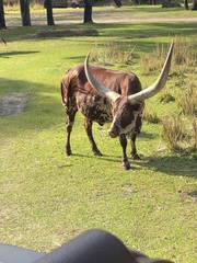 Bos indicus × taurus