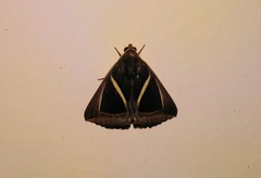 Chalciope mygdon