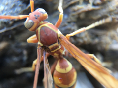 Polistes dorsalis californicus