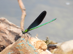 Matrona basilaris