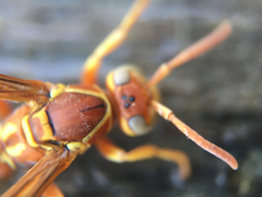 Polistes dorsalis californicus