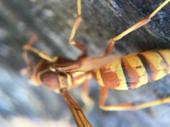 Polistes dorsalis californicus