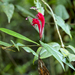 Aeschynanthus longiflorus (Blume) A.DC. 3