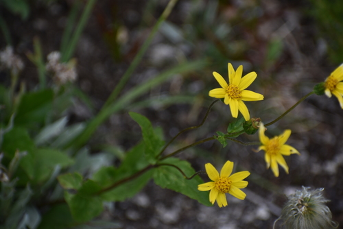smallhead arnica (Arnica gracilis)