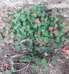 Silene rotundifolia